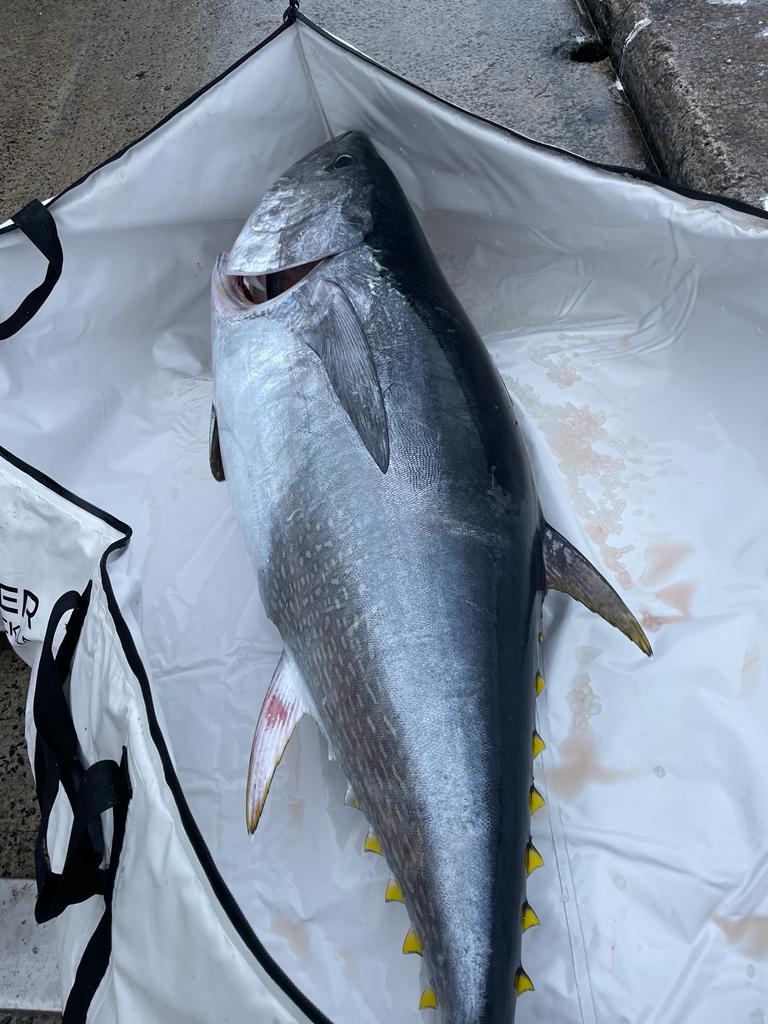 Blue Fin Tuna | South West Handline Fishermen's Association