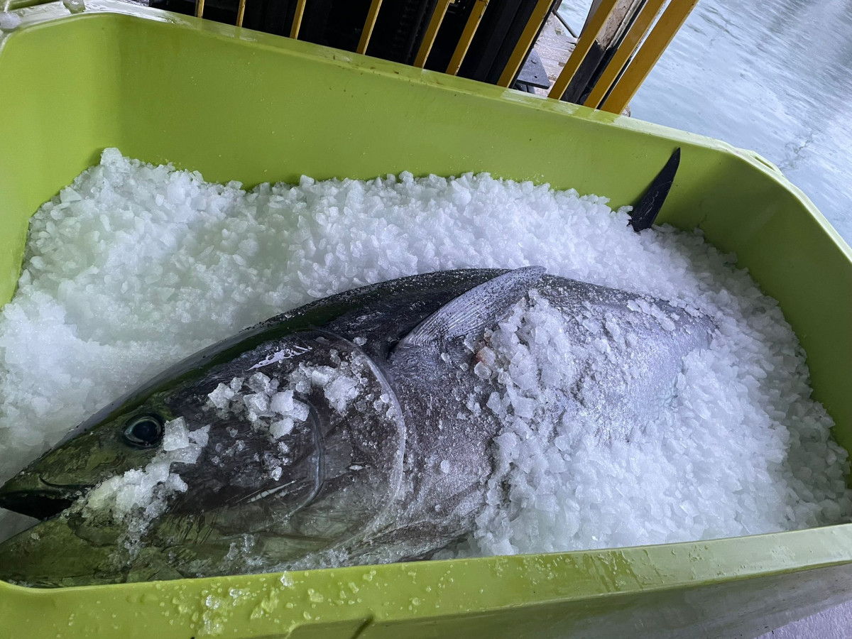 Blue Fin Tuna | South West Handline Fishermen's Association